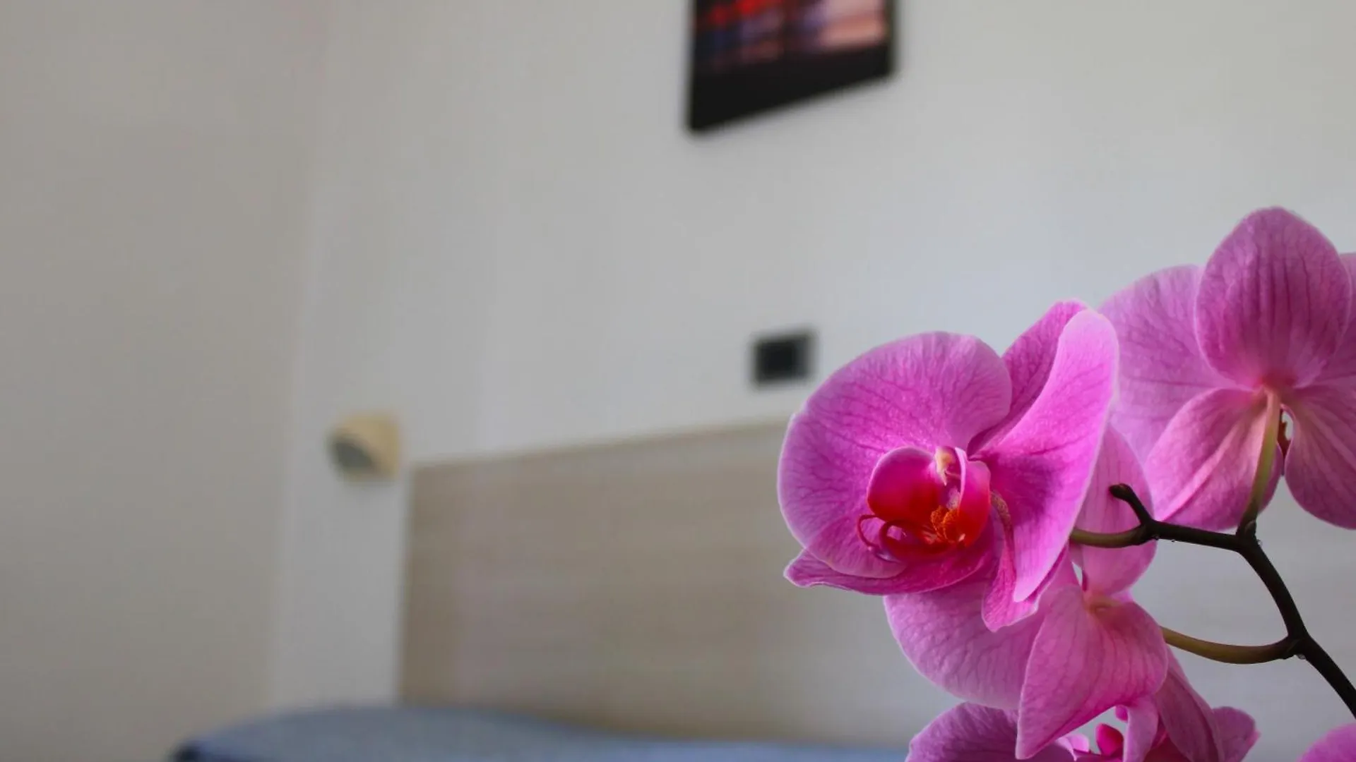 Hotel Puccinelli Lido di Camaiore